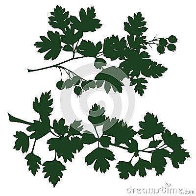 Branch of hawthorn Vector Illustration