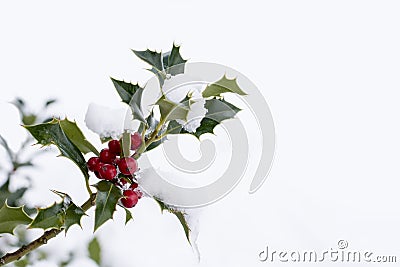 Branch of holly with red berries Stock Photo