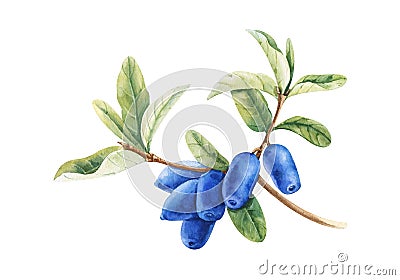 Branch of honeysuckle plant with blue berries and leaves. Watercolor hand drawn painting illustration Cartoon Illustration