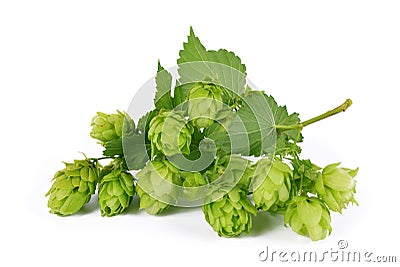 Branch of hop with cones and leaves Humulus lupulus Stock Photo