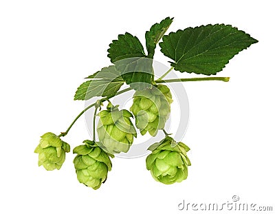 Branch of hops with green cones and leaves Stock Photo