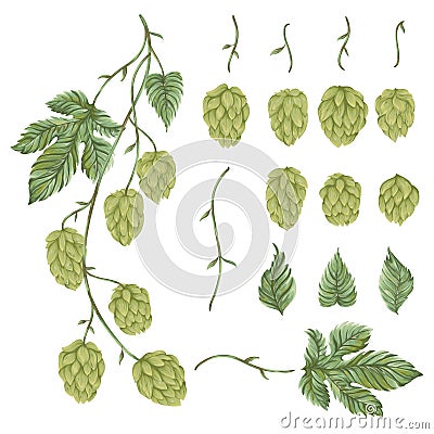 Branch hops plant. Collection floral design elements. Hop cones, leaves and branches. Vector Illustration