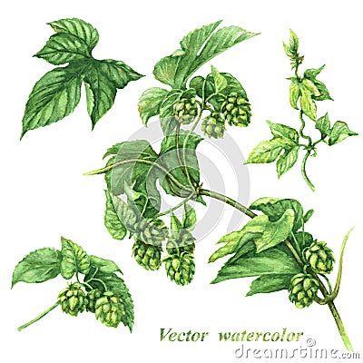 Branch of hops Vector Illustration