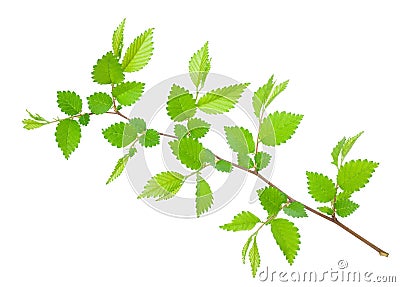 Branch of hornbeam with green toothed leaves Stock Photo