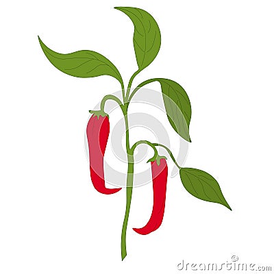 branch of hot red chili pepper. Mature vegetable fruit, jalapeno capsicum. Vector Vector Illustration
