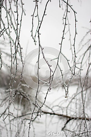 Branch in ice Stock Photo