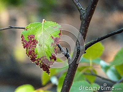 Branch with ill leaf of apple scab disease Stock Photo