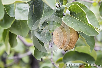 Branch with immature quince 2 Stock Photo