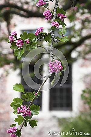 a branch of an inflorescence of pink hawthorn on a blurred window Stock Photo