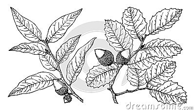 Branch of Interior Live Oak vintage illustration Vector Illustration