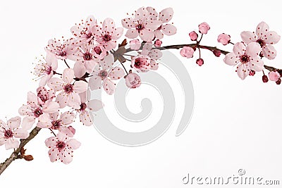 Branch of Japanese cherry blossom with white background Stock Photo