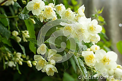 A branch of jasmine in the rain. Stock Photo