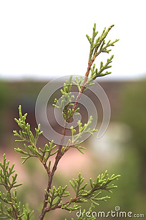 Branch of a juniperus turbinata ssp. canariensis Stock Photo