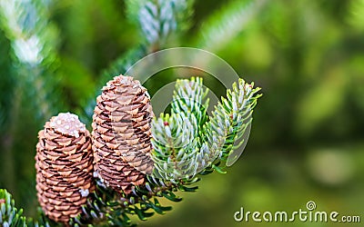 A branch of Korean fir with cones in autumn. Natural background Stock Photo