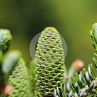 A branch of Korean fir with young cone in spring garden Stock Photo