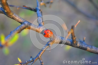 Branch with ladybug on it macro close up detail, soft blurry bokeh Stock Photo
