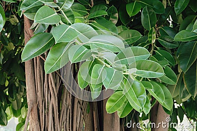 Ficus rubbery - a large evergreen tree with a spreading crown Stock Photo