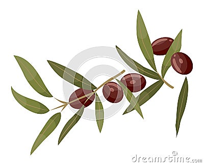 Branch with Leaf and Jojoba, Brown Berry Isolated Vector Illustration