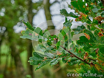 Branch with leaves in close-up Stock Photo