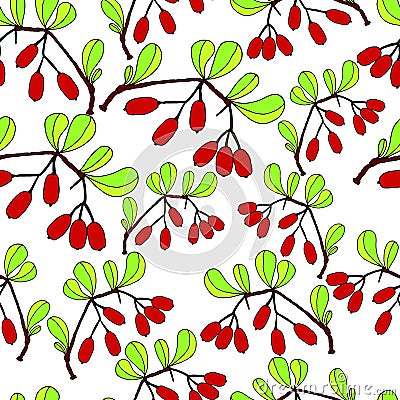 Branch with leaves and ripe barberry berries,white background. Vector Illustration