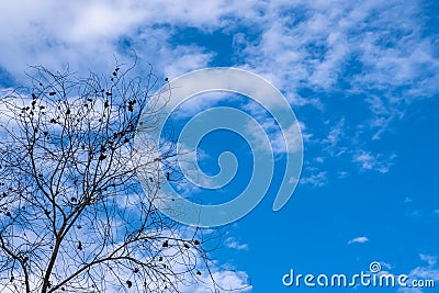 Branch and leaves of tree silhouette on blue sky background Stock Photo