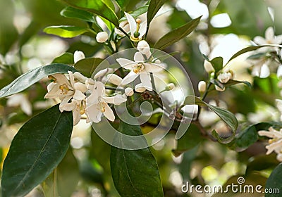 Branch with leaves and white lemon flowers Stock Photo