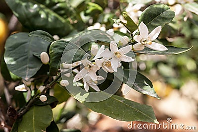 Branch with leaves and white lemon flowers Stock Photo