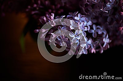 Branch of lilac on a dark background. Background, close. Purple Stock Photo