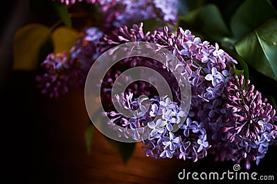 Branch of lilac on a dark background. Background, close. Purple Stock Photo