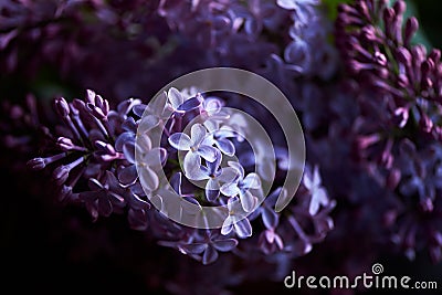 Branch of lilac on a dark background. Background, close. Purple Stock Photo