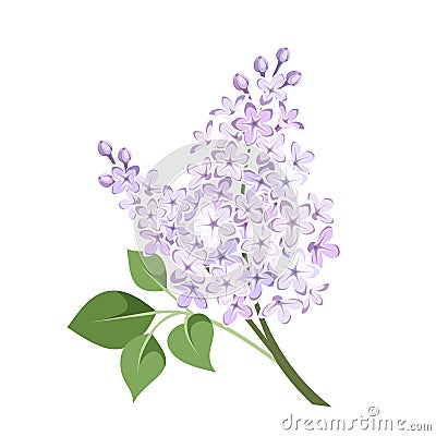 Branch of lilac flowers. Vector illustration. Vector Illustration