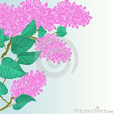 Branch of lilac flowers vector illustration Vector Illustration