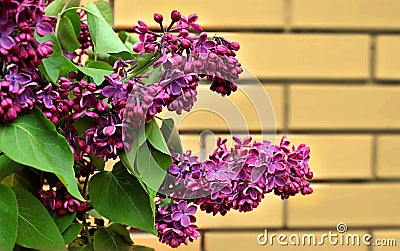 Branch of lilac in the spring garden Stock Photo