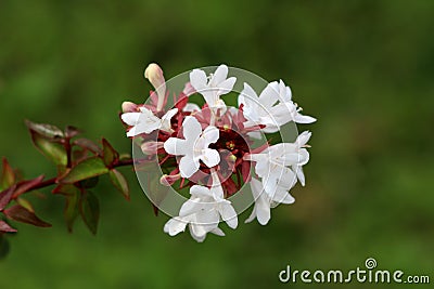 Branch of Linnaea grandiflora or Abelia grandiflora shrub covered with small glossy oval leaves and clusters of pink tinged white Stock Photo