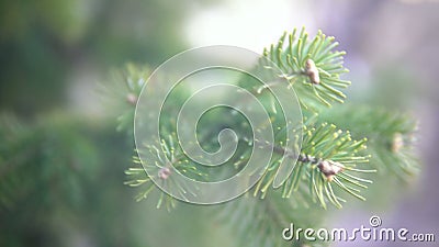 Branch of living spruce close-up. Spruce conifer growing in the forest. Stock Photo