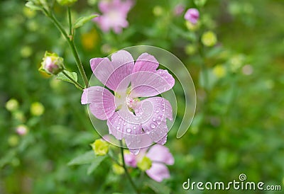 Branch of Malva flower Stock Photo