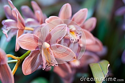 Branch mauve orchid Stock Photo