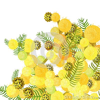 Branch of mimosa acacia silvery whitened family of legumes. Vector illustration Vector Illustration