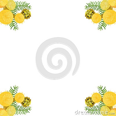 Branch of mimosa acacia silvery whitened family of legumes. Vector illustration Vector Illustration