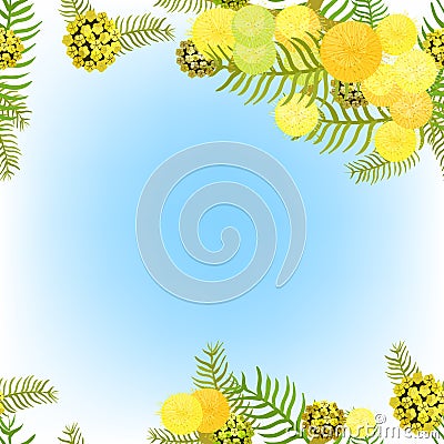 Branch of mimosa acacia silvery whitened family of legumes. Vector illustration Vector Illustration