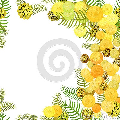 Branch of mimosa acacia silvery whitened family of legumes. Vector illustration Vector Illustration