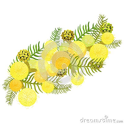 Branch of mimosa acacia silvery whitened family of legumes. Vector illustration Vector Illustration