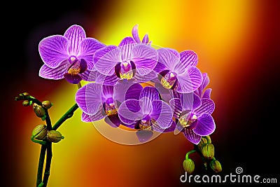 A branch of mini purple phalaenopsis orchids against dark gradient background Stock Photo