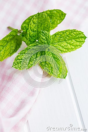 Branch mint leaves. Stock Photo