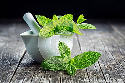 Branch mint leaves. Stock Photo