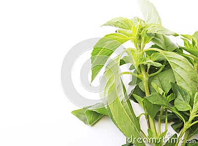 Branch mint leaves over white background. Stock Photo