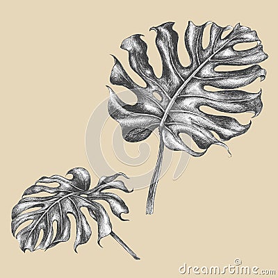 Branch of monstera with leaves. Vector Illustration