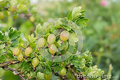 Branch of natural green gooseberries Stock Photo