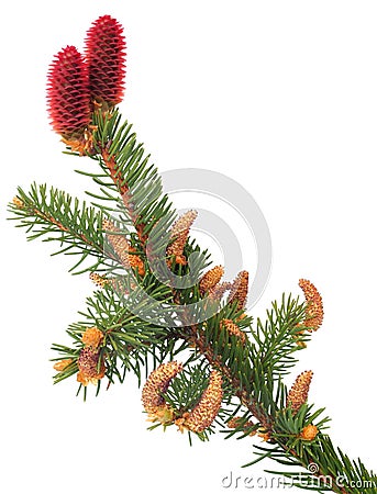Branch of Norway spruce Stock Photo