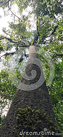 The branch of an old filicium tree shaded me. Stock Photo